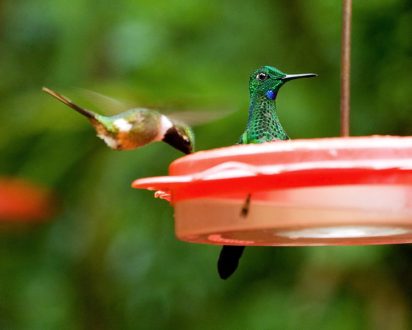 Любопытный колибри.