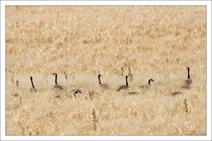 Казарки (Canada Goose) маскируются в траве.