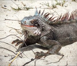 Обыкновенная зеленая игуана (Iguana iguana).