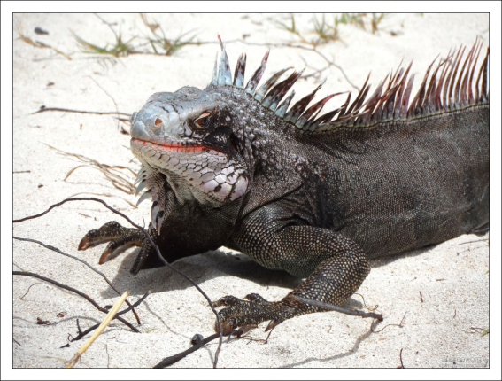 Обыкновенная зеленая игуана (Iguana iguana).