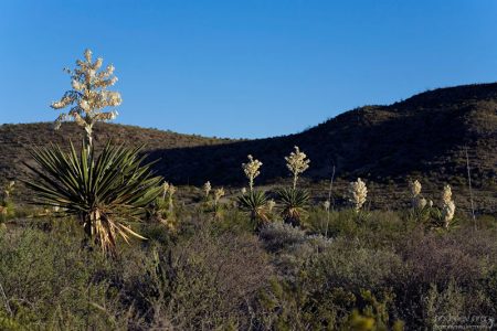Одинарные гигантские юкки в больших количествах.