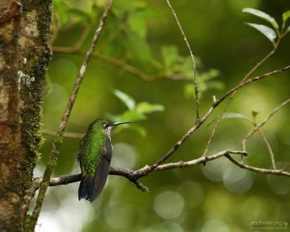 Колибри обиделся.