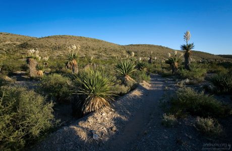 Вокруг все чрезвычайно колючее, земля утыкана кактусами и юкками различных форм.