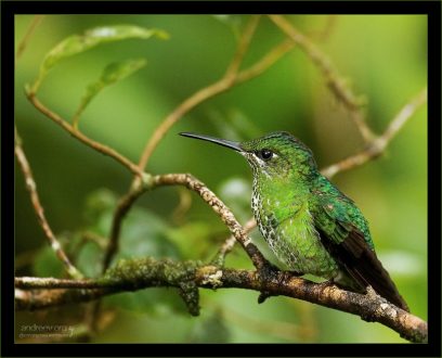 Колибри вида Green-crowned Brilliant (Heliodoxa jacula) отдыхает на ветке.