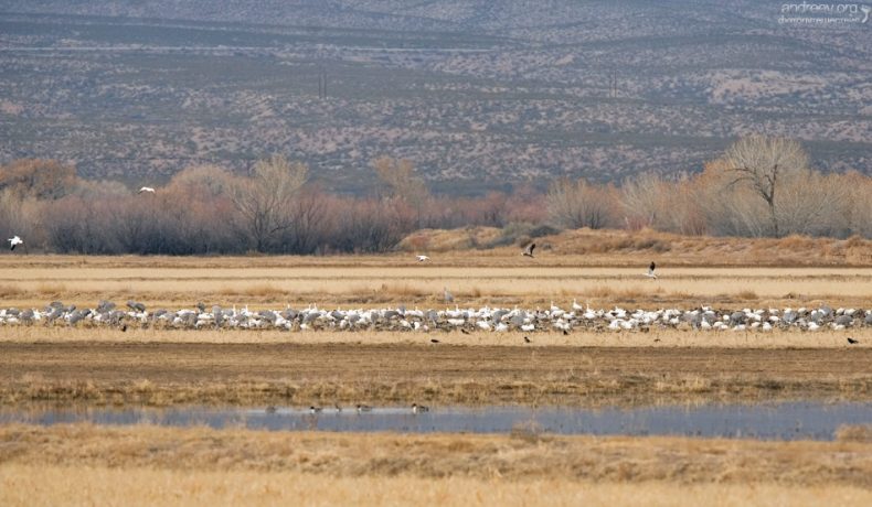 Птичий базар, в основном - гуси и журавли.