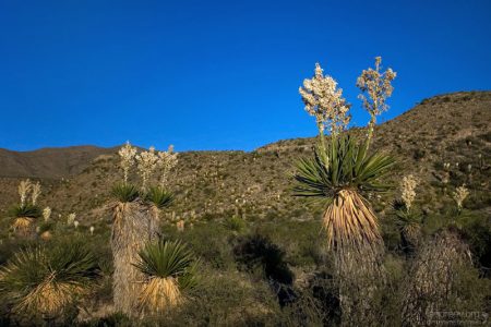 Юкковая долина.