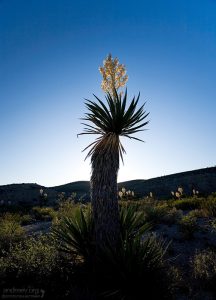 Юкка в контровом свете.