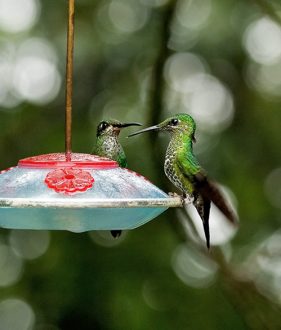 Колибри с гордой осанкой.
