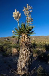 Гигантские юкки в Юкковой долине.
