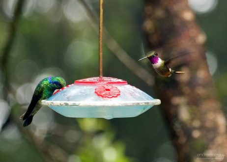 Green Violet-ear и Purple-Throated Woodstar на кормушке со сладким нектаром.