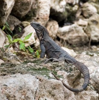 Самка игуаны греется на камнях Эцны.
