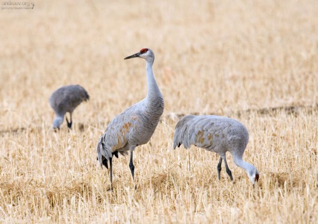 Главные мигранты парка - Sandhill Cranes (Канадские журавли).