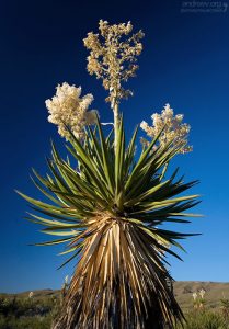 Giant Dagger Yucca (Yucca faxoniana) - гигантская юкка, высотой около 4,5 метров и 2 метра в диаметре.