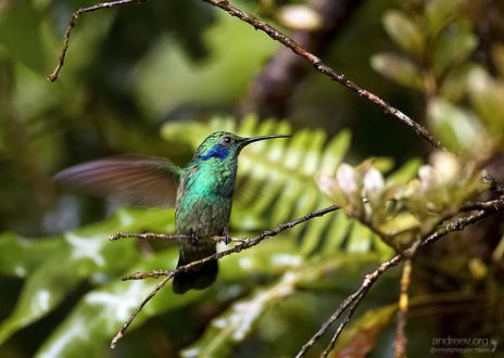 Колибри Green Violet-ear потягивается.