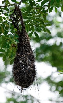 Птичьи гнезда в виде мешочков над дорогой в штате Кампече.
