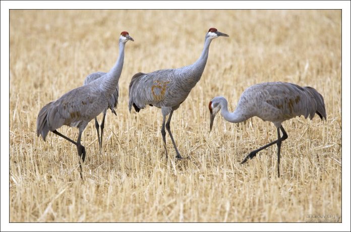 Работники парка ежегодно засевают поля зерновыми, чтобы журавлям было чем полакомиться на зимовке.
