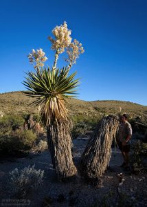 Сбоку юкки напоминают экзотических, мохнатых животных.