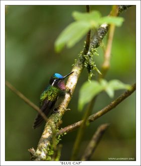 Про синюю шапочку.