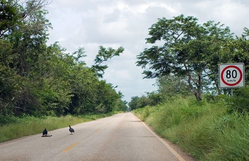 Ограничение скорости на сельской дороге, и грифы с добычей.