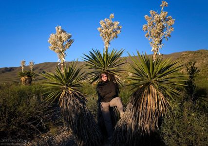 Забраться внутрь между юкками не так легко. Листья так и норовят прицепиться крючками к одежде, или полоснуть своими лезвиями по незащищенным участкам тела.