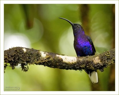 “Франт в Фиолетовом Фраке” Violet Sabrewing (Фиолетовый Саблекрыл; Campylopterus hemileucurus) - один из самых больших видов колибри.