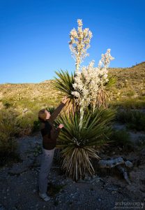 Мелким человечкам не дотянуться даже до цветков не самых больших юкк. Близко не подойти, мешают острые листья.