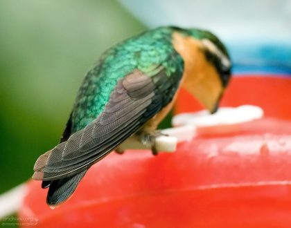 Бурундук с крыльями :) Здесь Gray-tailed Mountain-gem случайно отвернулся, и стал похож на крылатого бурундука.