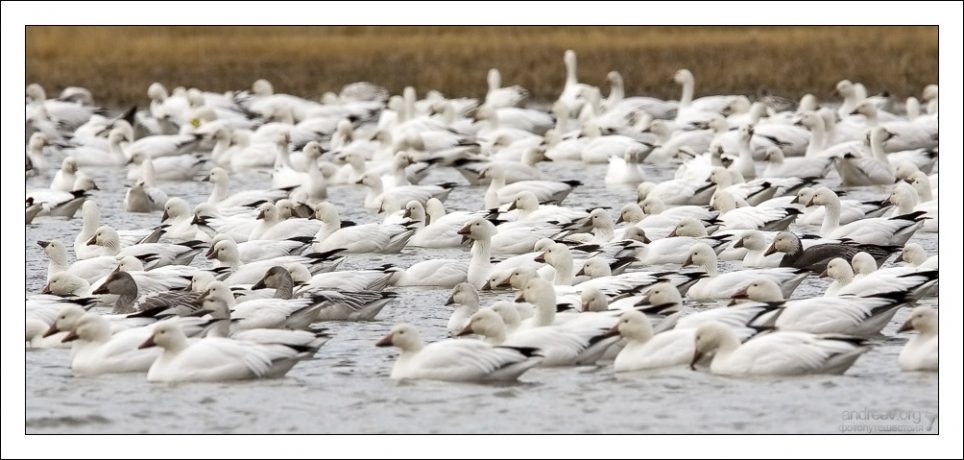 Стая белых гусей и гусей Росса (эндемик США).