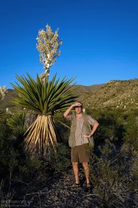 Средняя юкка с колбой-цветком выше человека раза в два.