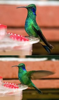 Колибри "Фиолетовое ушко" насторожился.