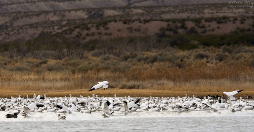 Гусиная тусовка.