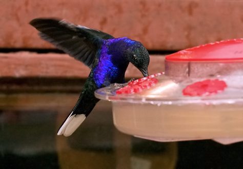 Фиолетовый саблекрыл пытается удержаться на кормушке.