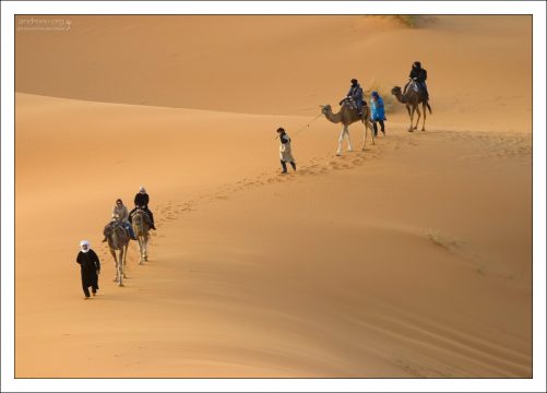 Верблюды - твари неторопливые, поэтому поднимаются на дюны нога за ногу.