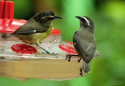Самки и самцы бананаквитов выглядят одинаково, поэтому затруднительно сказать, кто тут с кем собирается драться за обладание кормушкой.