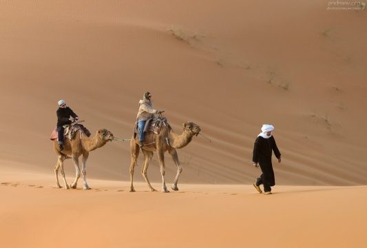 Туристы пытаются управлять верблюдами.