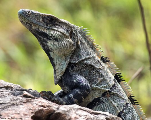 Черная игуана (Black Spiny-tailed Iguana, Ctenosaura similis) - очень широко распространена в Мексике.