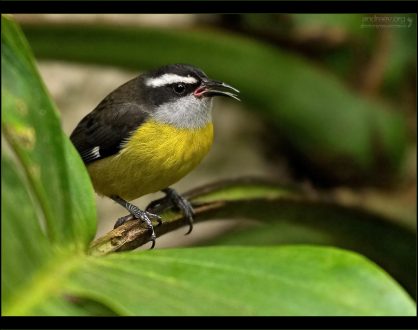 "Маленький и злой Бананаквит" Крохотная птичка Цветочница-Бананаквит (Bananaquit; Coereba flaveola) - извечный конкурент колибри. Между видами идет непримиримая борьба за обладание наиболее вкусными и сочными бутонами.