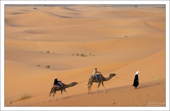 На верблюде тяжело сидеть больше 20 минут с непривычки - задница затекает.