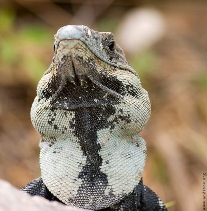 Самец Черной игуаны раздувает подгорловой мешок.
