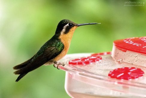 Колибри Gray-tailed Mountain-gem, коста-риканский эндемик.