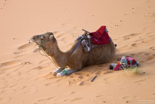 Верблюжий привал.