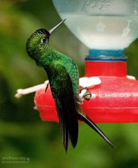 Колибри увидел собственное отражение, и нахохлился.
