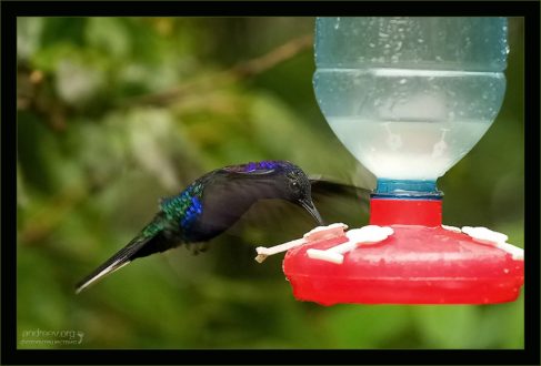 Фиолетовый саблекрыл в полете у кормушки.