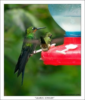 “Учись, сынок!” Большой колибри учит маленького как питаться из кормушки.
