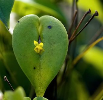 Сердечко со стрелами. Цветок орхидеи Acronia.