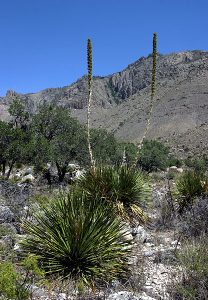 Soaptree Yucca - типичное растение для этой области. Guadalupe Mountains National Park.