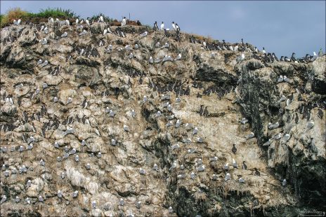 Поверхность скалы, занятая птицами.