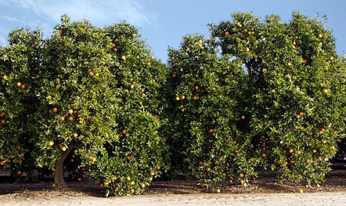 Апельсиновые деревья с плодами вдоль дороги в Sequoia National Park