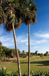 Пальмы на входе в археологический парк Тулум.