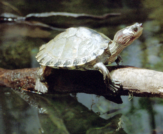 Вольер с пресноводными черепахами в Теннесийском аквариуме - крупнейшем на территории США.
